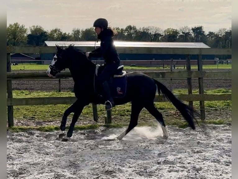 American Quarter Horse Stallion 4 years 13.3 hh Black in Barneveld