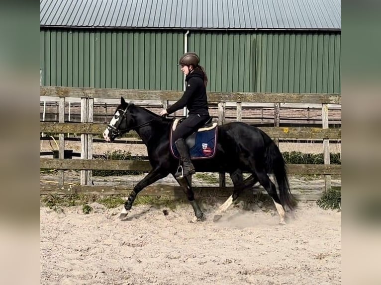 American Quarter Horse Stallion 4 years 13.3 hh Black in Barneveld