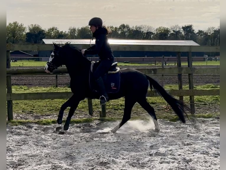 American Quarter Horse Stallion 4 years 13,2 hh Black in Barneveld