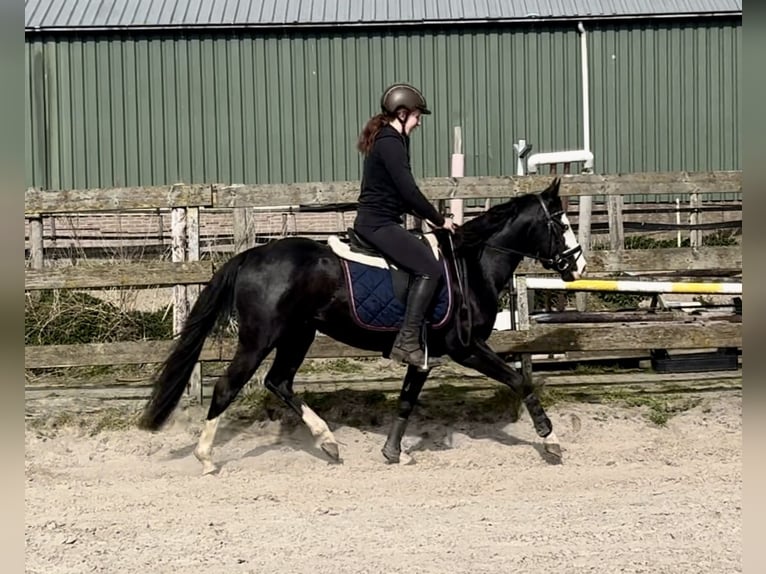 American Quarter Horse Stallion 4 years 13,2 hh Black in Barneveld