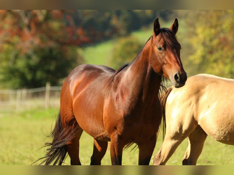 American Quarter Horse Stallion 4 years 13,2 hh  in Waldshut-Tiengen