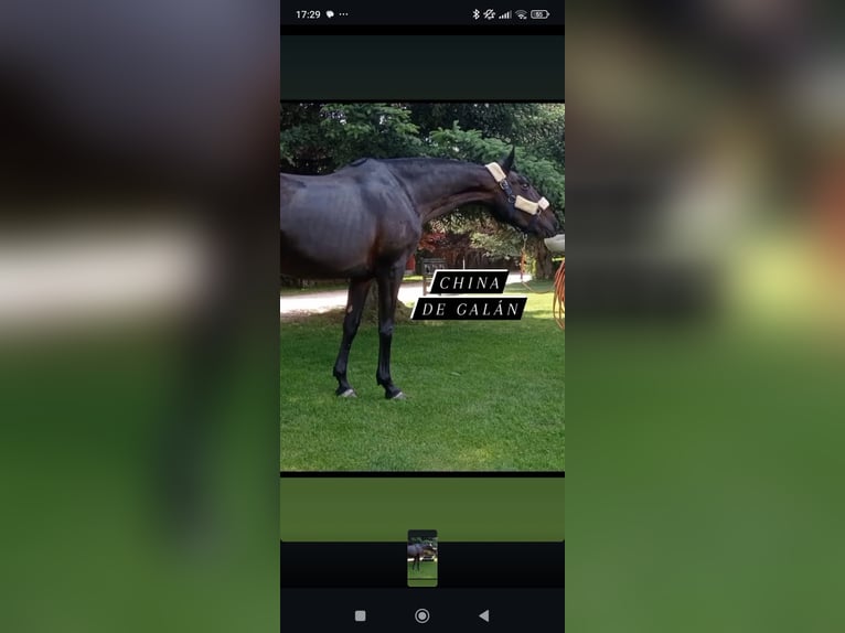 American Quarter Horse Mix Stallion 4 years 14.2 hh Brown in Grajera