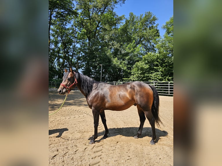 American Quarter Horse Stallion 4 years 14,2 hh Brown in Steinen