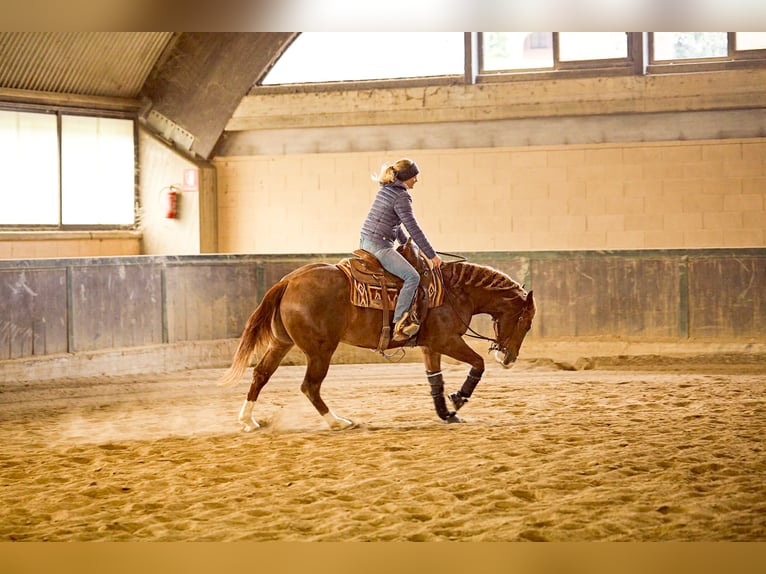 American Quarter Horse Stallion 4 years 14.2 hh Chestnut-Red in München