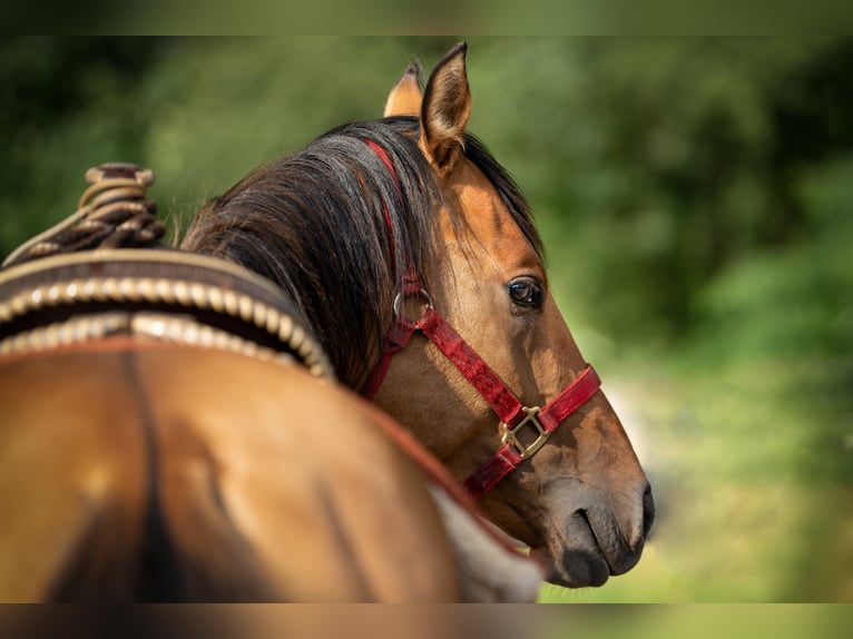 American Quarter Horse Stallion 4 years 14,2 hh Dunalino in Bückeburg