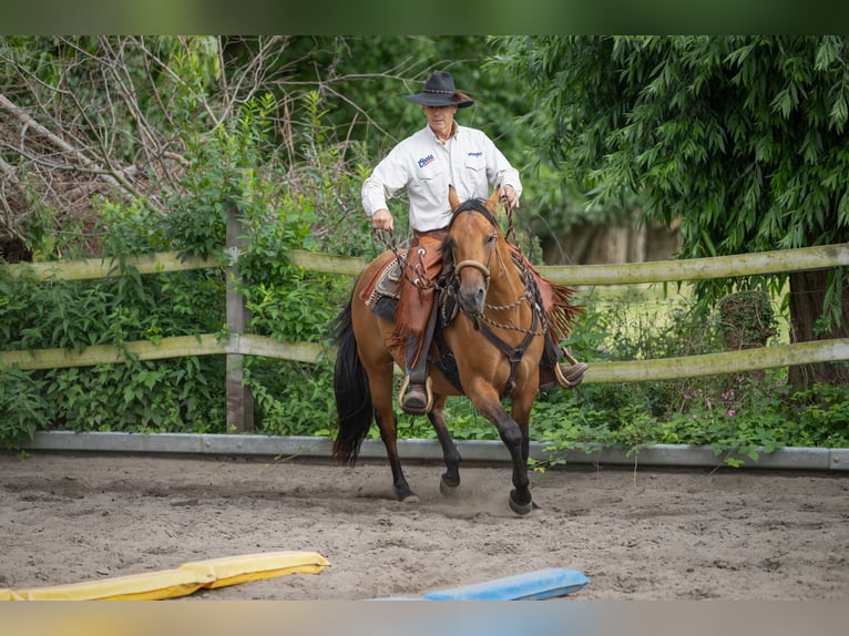 American Quarter Horse Stallion 4 years 14,2 hh Dunalino in Bückeburg