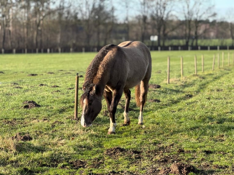 American Quarter Horse Stallion 4 years 14.2 hh Grullo in Haselünne