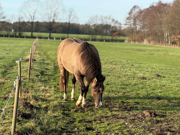 American Quarter Horse Stallion 4 years 14.2 hh Grullo in Haselünne
