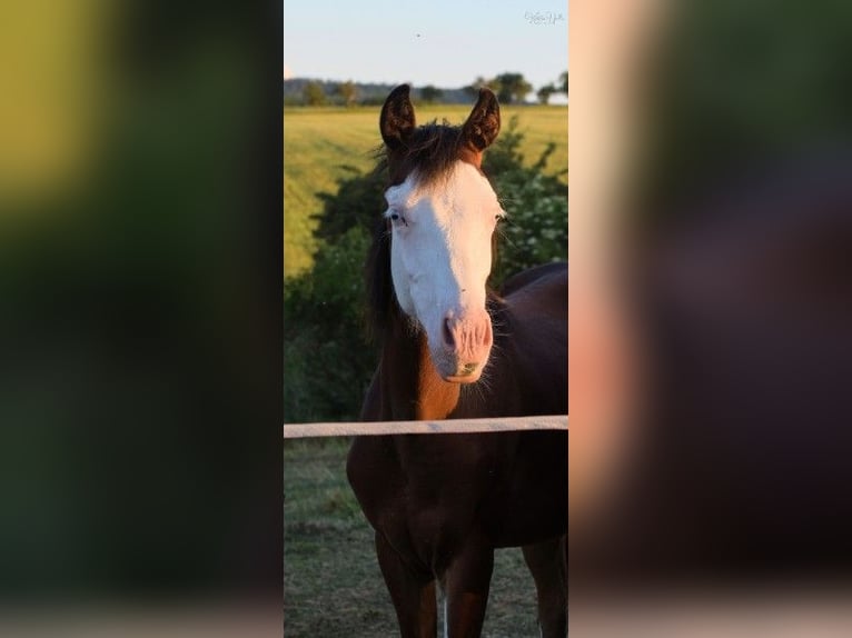 American Quarter Horse Stallion 4 years 14,2 hh Overo-all-colors in Mellingen