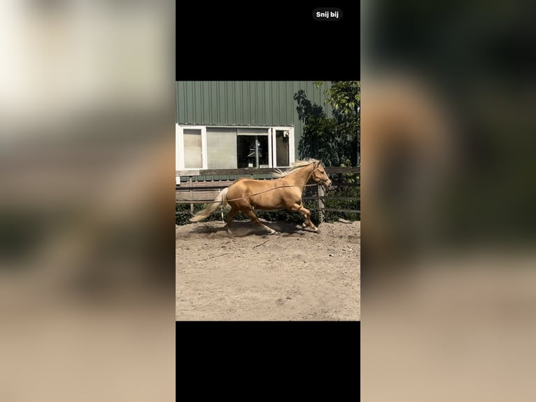 American Quarter Horse Stallion 4 years 14.2 hh Palomino in Barneveld