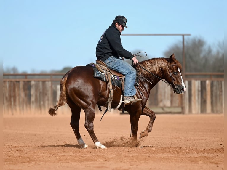American Quarter Horse Stallion 4 years 14.2 hh Sorrel in Waco