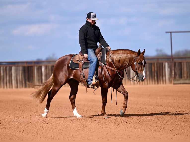 American Quarter Horse Stallion 4 years 14.2 hh Sorrel in Waco