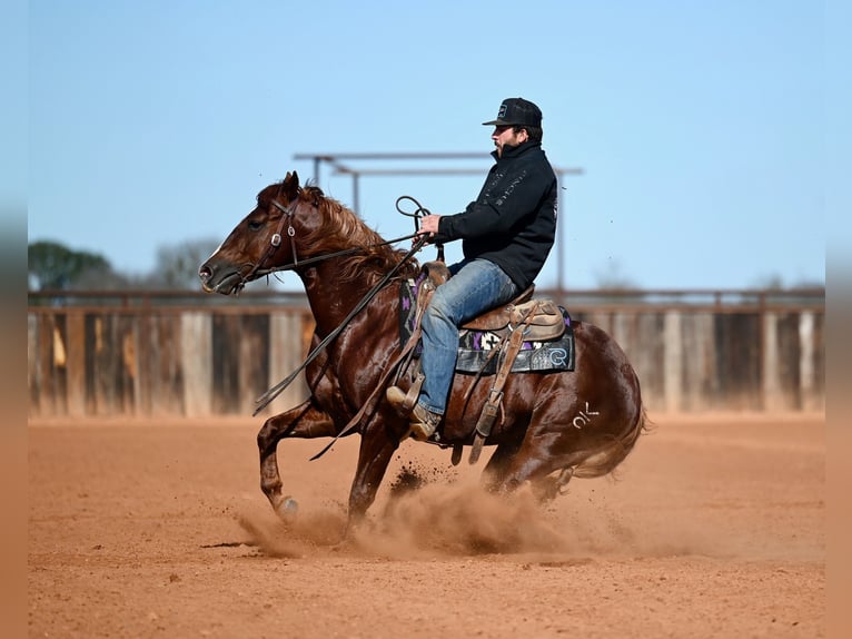 American Quarter Horse Stallion 4 years 14.2 hh Sorrel in Waco
