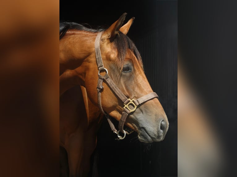 American Quarter Horse Stallion 4 years 14.3 hh Brown in Haren
