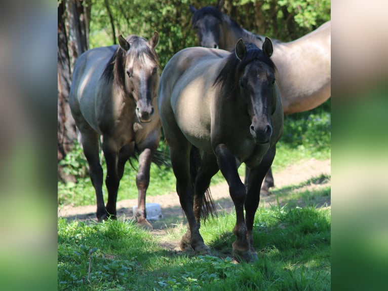 American Quarter Horse Stallion 4 years 14,2 hh Grullo in Wahlsburg