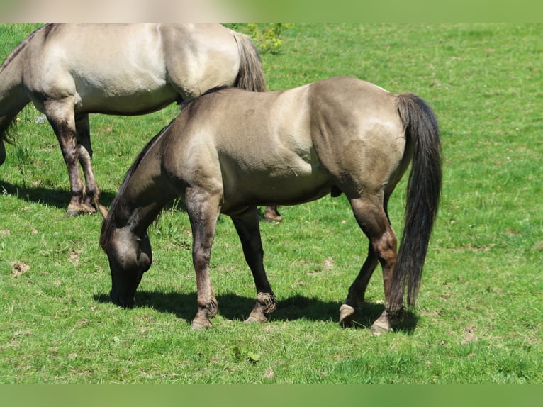 American Quarter Horse Stallion 4 years 14,2 hh Grullo in Wahlsburg