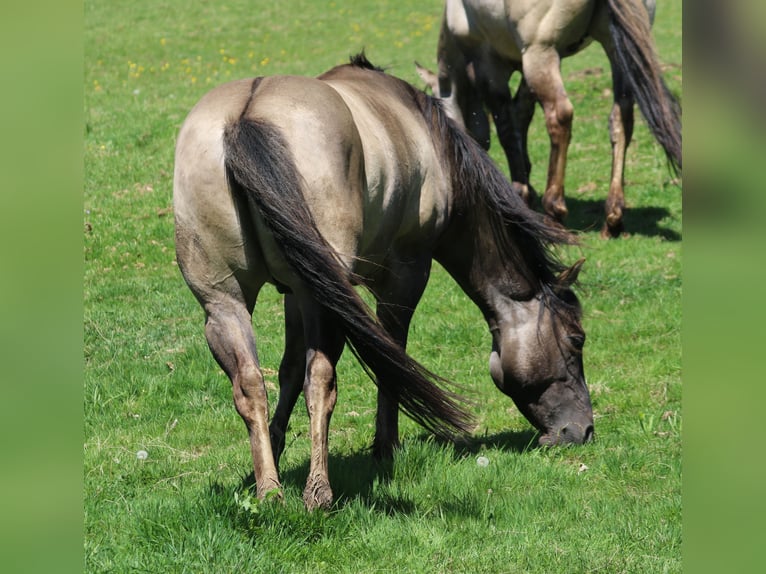 American Quarter Horse Stallion 4 years 14,2 hh Grullo in Wahlsburg