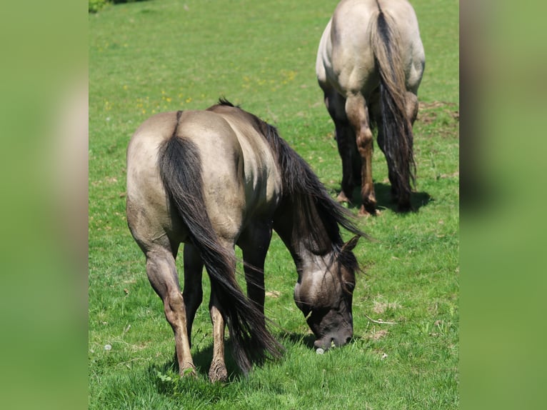 American Quarter Horse Stallion 4 years 14,2 hh Grullo in Wahlsburg