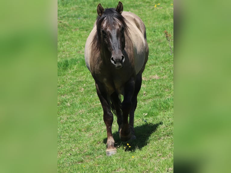 American Quarter Horse Stallion 4 years 14,2 hh Grullo in Wahlsburg