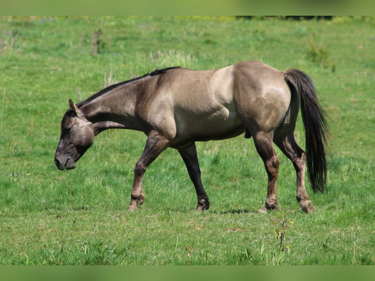American Quarter Horse Stallion 4 years 14,2 hh Grullo in Wahlsburg
