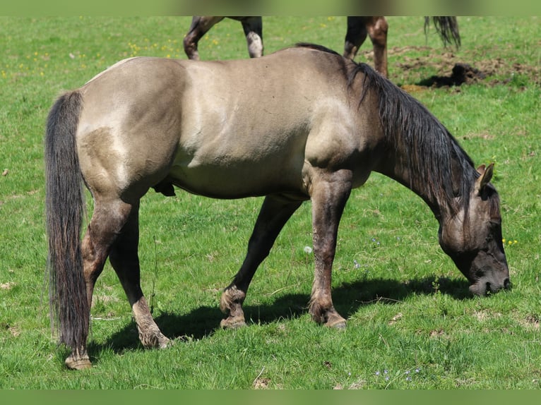 American Quarter Horse Stallion 4 years 14,2 hh Grullo in Wahlsburg