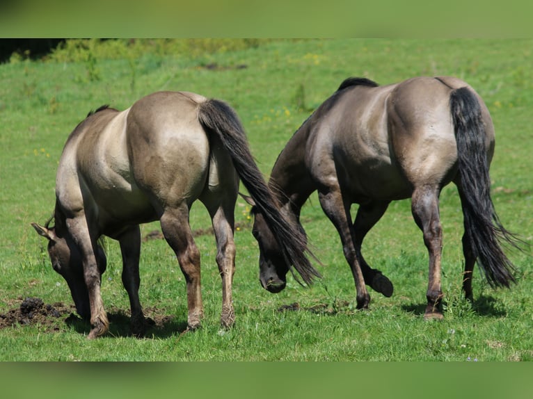 American Quarter Horse Stallion 4 years 14,2 hh Grullo in Wahlsburg