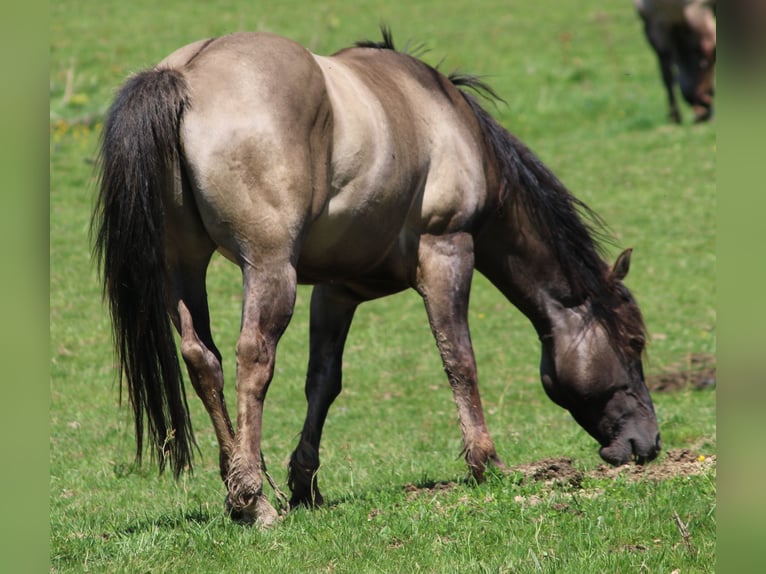 American Quarter Horse Stallion 4 years 14,2 hh Grullo in Wahlsburg