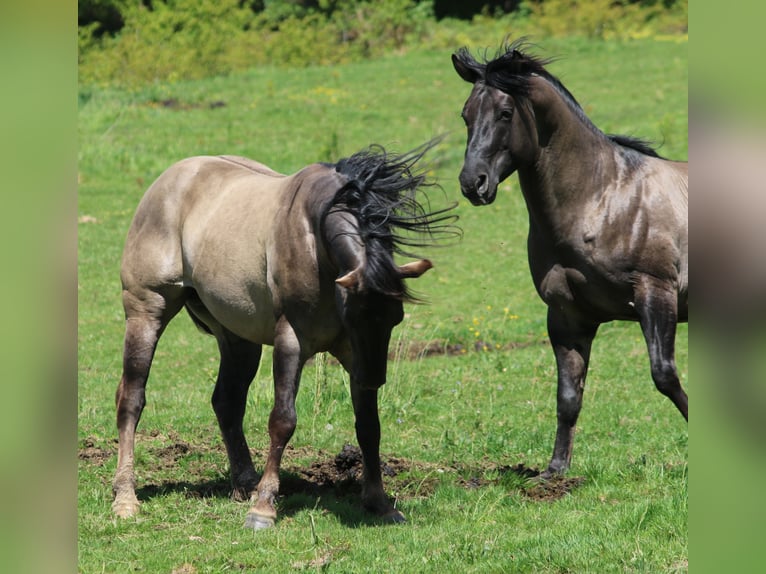 American Quarter Horse Stallion 4 years 14,2 hh Grullo in Wahlsburg