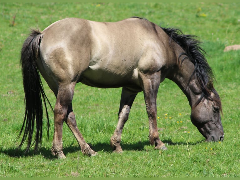 American Quarter Horse Stallion 4 years 14,2 hh Grullo in Wahlsburg