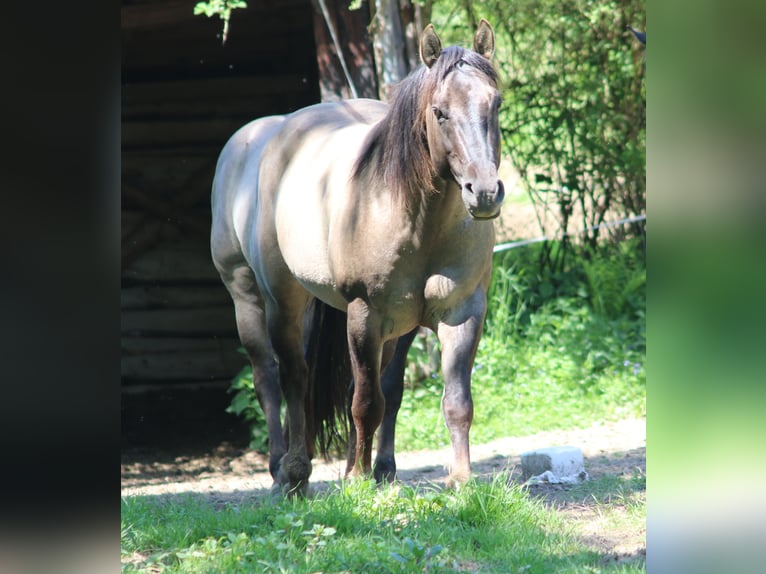 American Quarter Horse Stallion 4 years 14,2 hh Grullo in Wahlsburg
