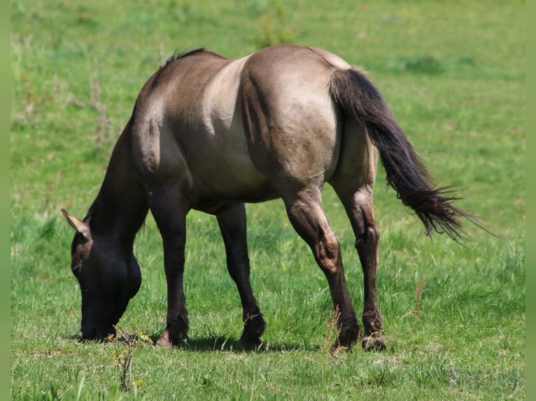 American Quarter Horse Stallion 4 years 14,2 hh Grullo in Wahlsburg