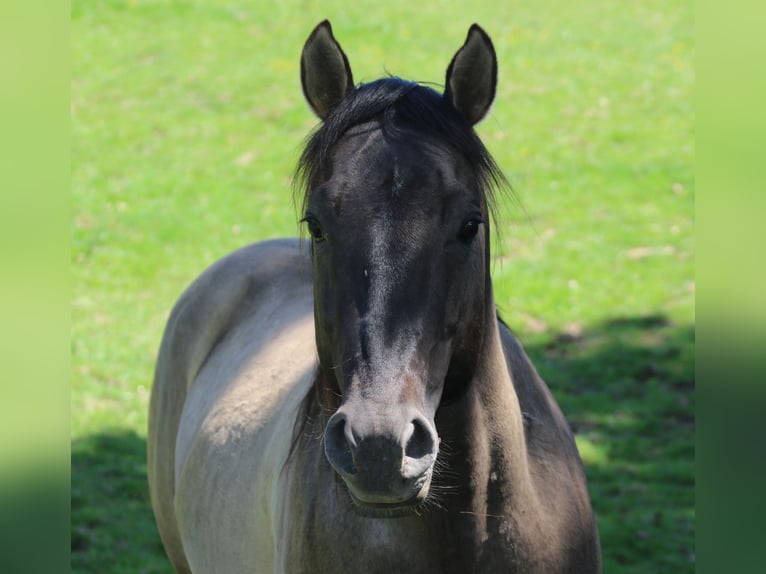 American Quarter Horse Stallion 4 years 14,2 hh Grullo in Wahlsburg