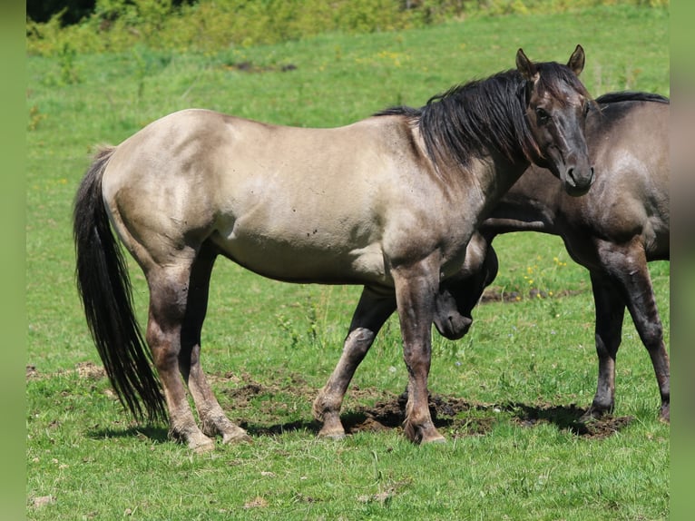 American Quarter Horse Stallion 4 years 14,2 hh Grullo in Wahlsburg