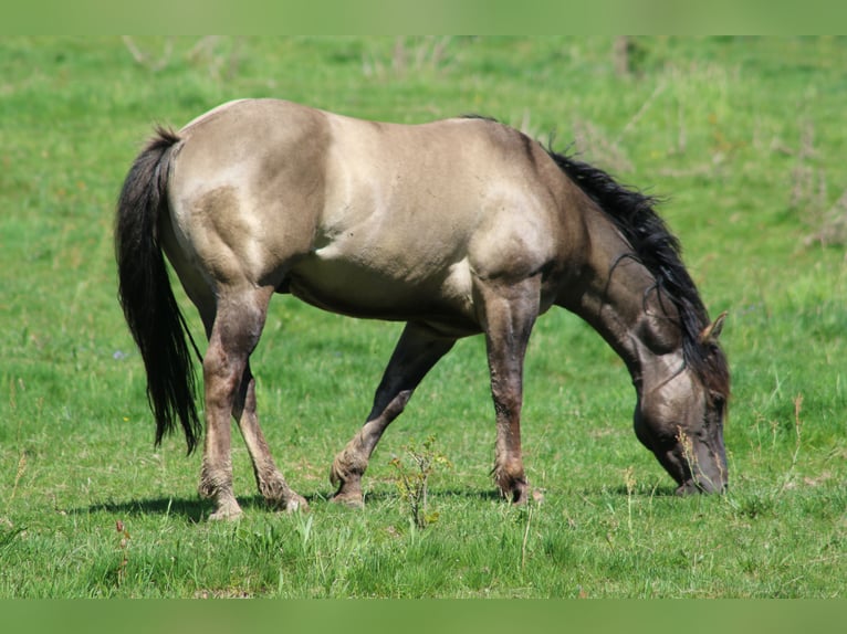 American Quarter Horse Stallion 4 years 14,2 hh Grullo in Wahlsburg
