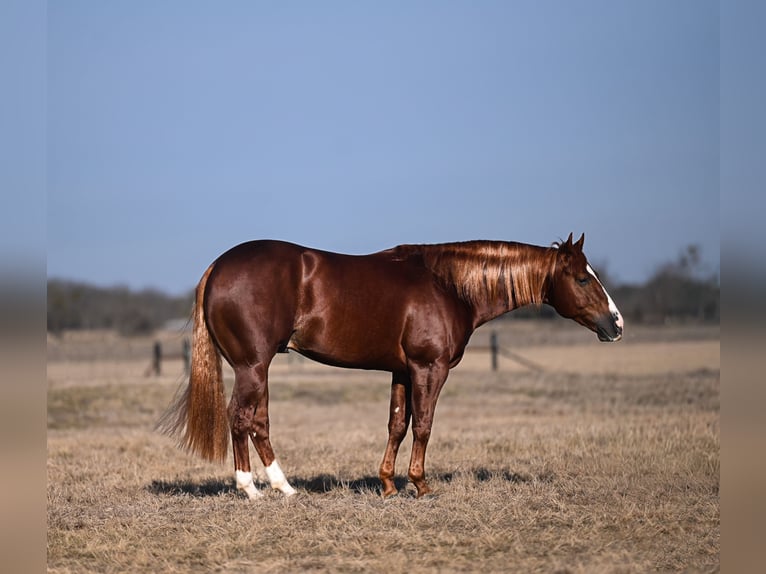 American Quarter Horse Stallion 4 years 14,2 hh Sorrel in Waco