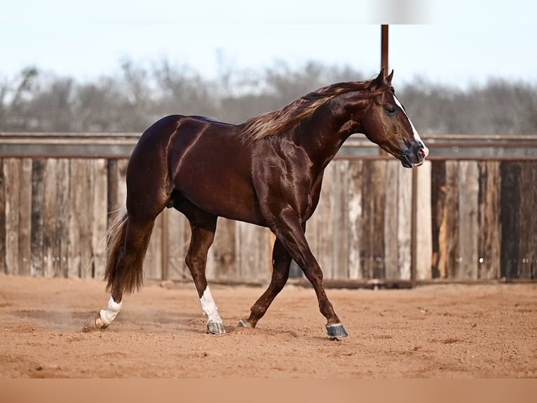 American Quarter Horse Stallion 4 years 14,2 hh Sorrel in Waco