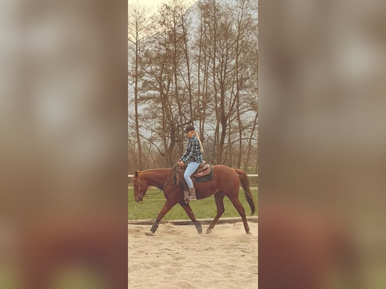 American Quarter Horse Stallion 4 years 15.1 hh Chestnut-Red in Samolaco
