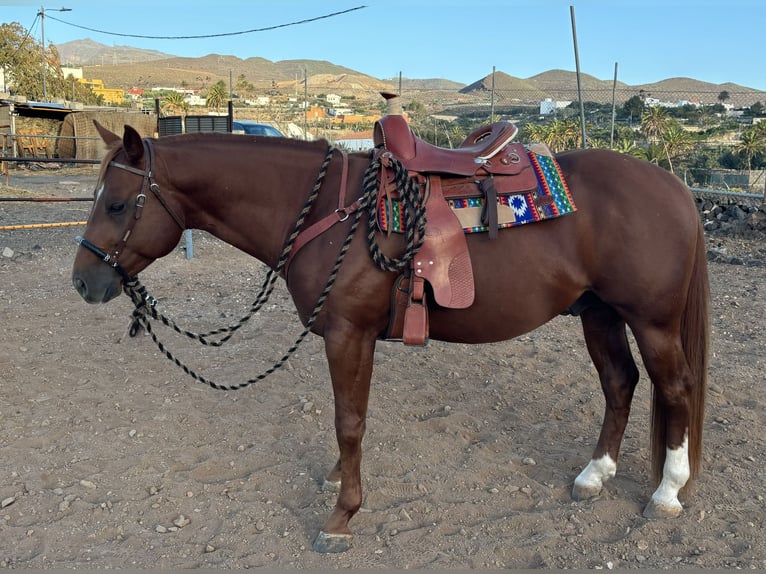 American Quarter Horse Stallion 4 years 15,1 hh Chestnut-Red in Gran Canaria