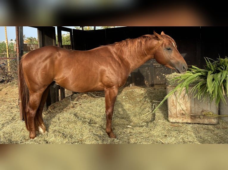 American Quarter Horse Stallion 4 years 15,1 hh Chestnut-Red in Gran Canaria