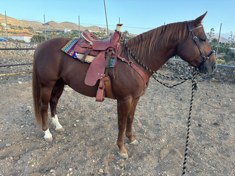 American Quarter Horse Stallion 4 years 15,1 hh Chestnut-Red in Gran Canaria