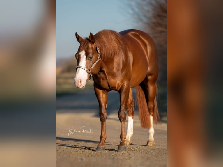 American Quarter Horse Stallion 4 years 15 hh Chestnut in Moosthenning