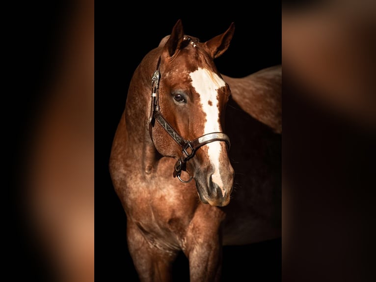 American Quarter Horse Stallion 4 years 15,1 hh Roan-Red in Prague