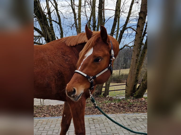 American Quarter Horse Stallion 4 years 16 hh Chestnut-Red in Greifenstein