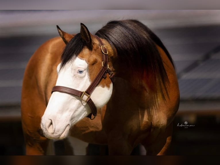 American Quarter Horse Stallion 4 years Buckskin in Buttenheim