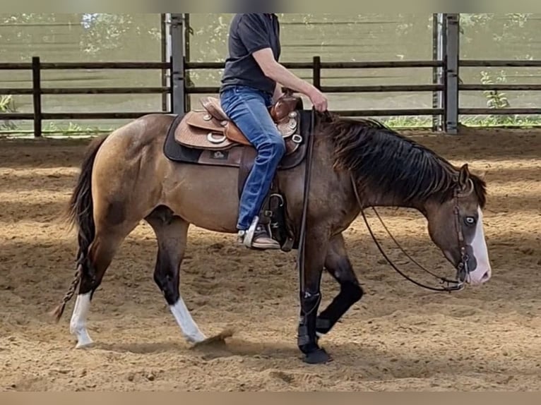 American Quarter Horse Stallion 4 years Buckskin in WorpswedeWorpswede