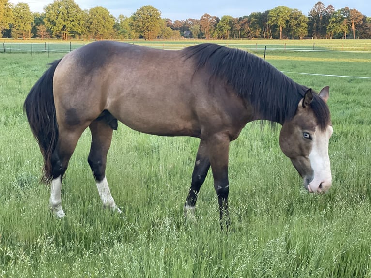 American Quarter Horse Stallion 4 years Buckskin in WorpswedeWorpswede