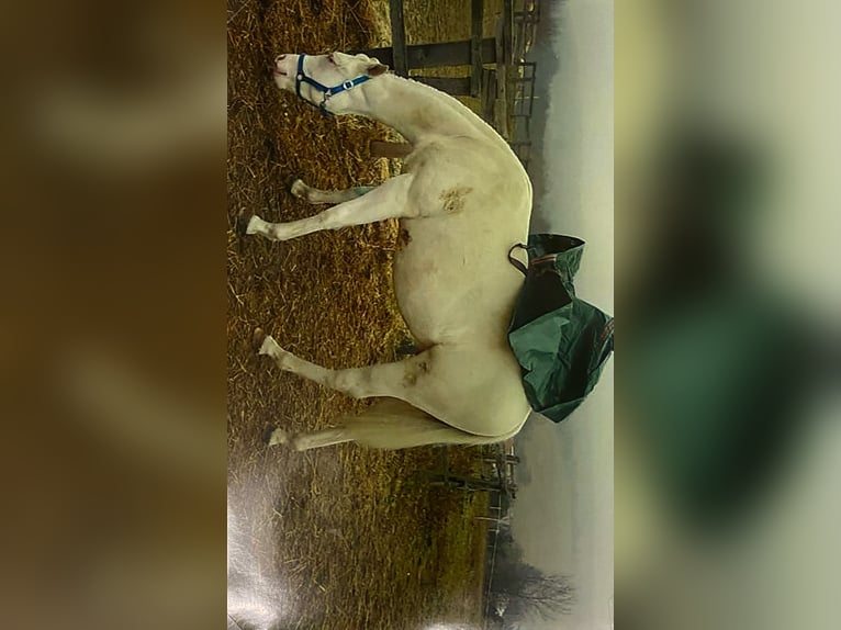 American Quarter Horse Stallion 4 years Perlino in Myjava