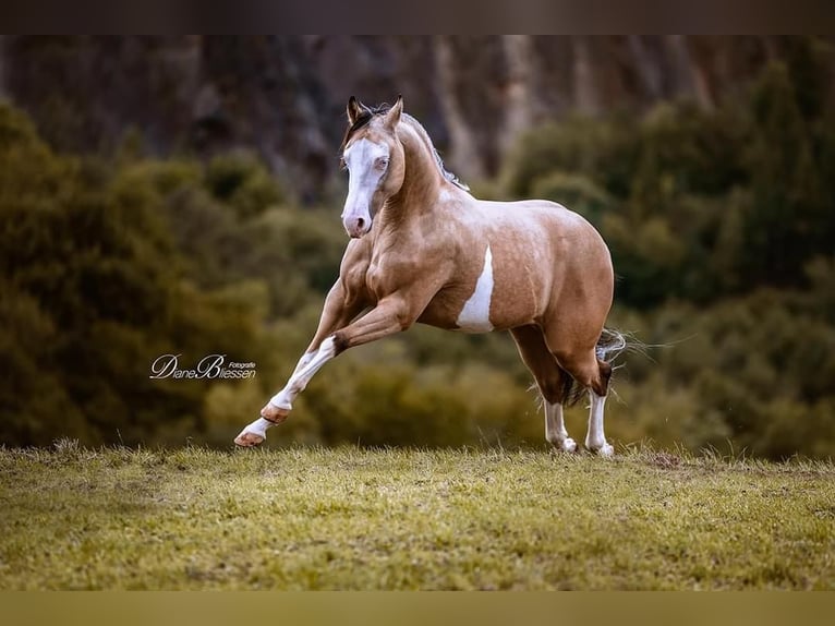 American Quarter Horse Stallion 5 years 13,2 hh Buckskin in Wein&#xE4;hr