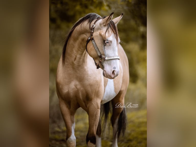 American Quarter Horse Stallion 5 years 13,2 hh Buckskin in Wein&#xE4;hr
