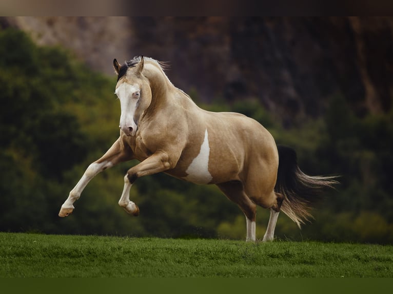 American Quarter Horse Stallion 5 years 13,2 hh Buckskin in Wein&#xE4;hr
